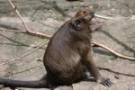 Philippines crab-eating macaque