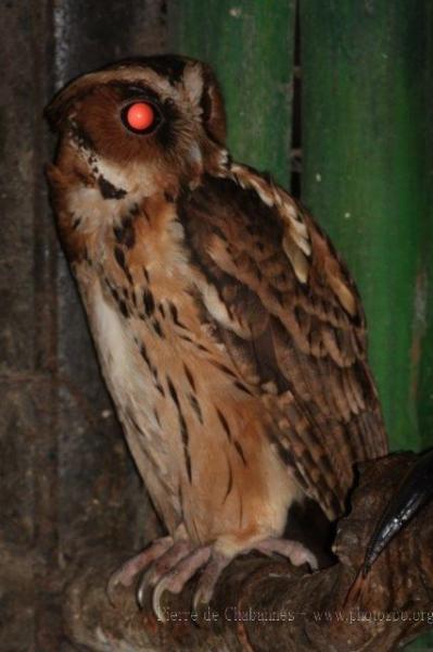 Giant scops-owl