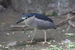 Black-crowned night-heron