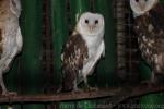 Eastern grass owl