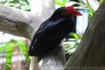 Writhed hornbill