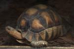 Ploughshare tortoise