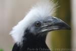 White-crowned hornbill