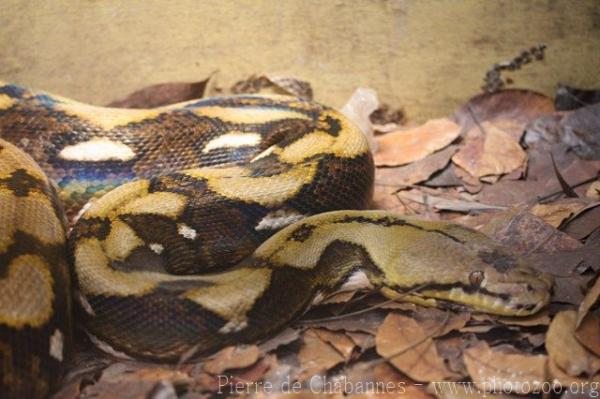 Reticulated python