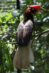 Southern rufous hornbill