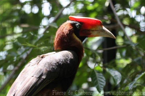 Southern rufous hornbill