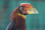 Southern rufous hornbill