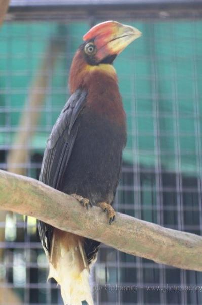 Southern rufous hornbill