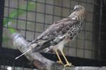 Pied harrier