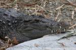 Philippine crocodile