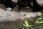 Saltwater crocodile