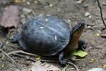 South-east Asian box turtle