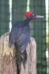 White-bellied woodpecker