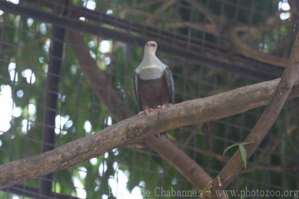 Spotted imperial-pigeon