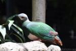 Pink-bellied imperial-pigeon