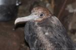 Great frigatebird