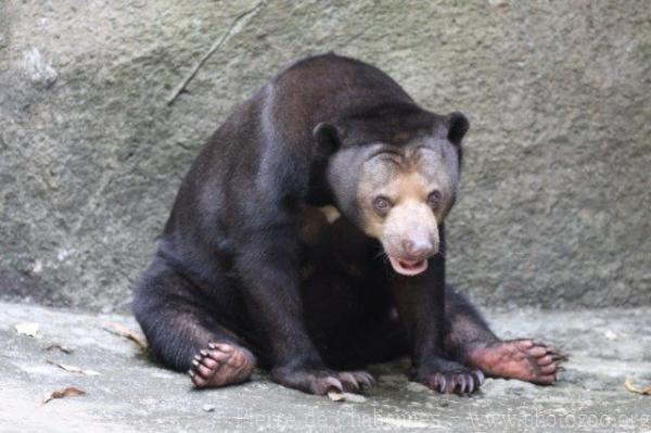 Bornean sun bear