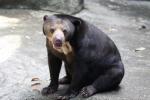 Bornean sun bear