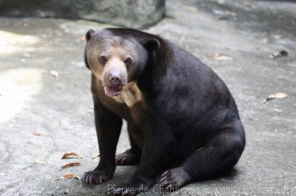 Bornean sun bear