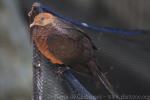 Philippine cuckoo-dove