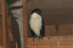 Philippine Falconet