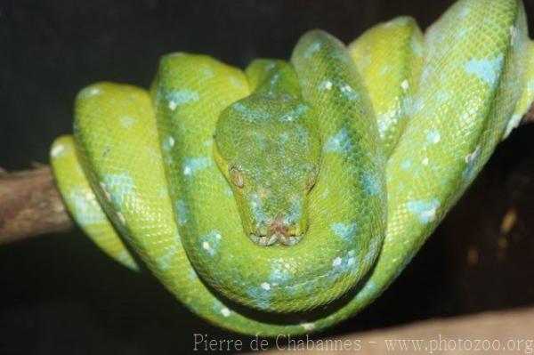 Green tree python