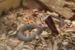 Equatorial spitting cobra