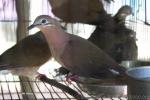 White-eared brown-dove