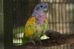 Blue-headed parrot