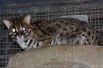 Sunda (Visayan) leopard-cat