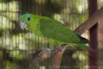 Blue-crowned racquet-tail