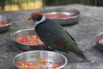 Flame-breasted fruit-dove