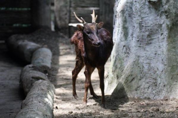 Visayan spotted deer