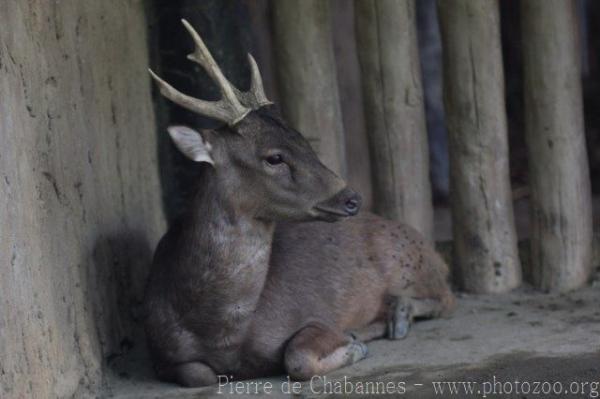 Luzon brown deer