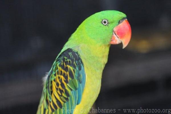 Great-billed parrot