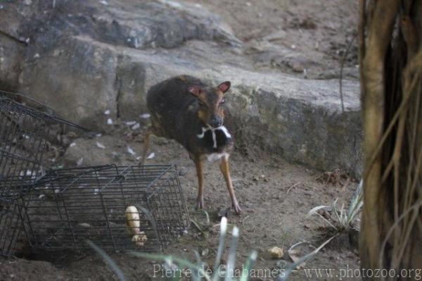 Balabac chevrotain