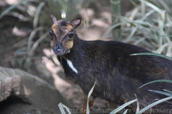 Balabac chevrotain