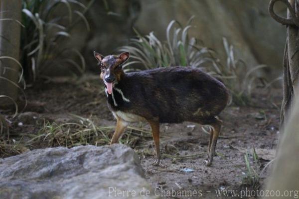 Balabac chevrotain