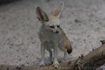 Fennec fox