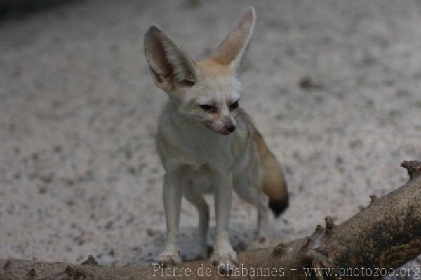 Fennec fox