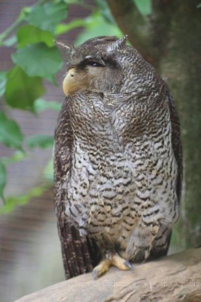 Barred eagle-owl