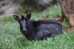 Sumatran serow