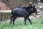 Sumatran serow