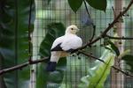 Pied imperial-pigeon