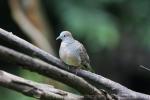 Zebra dove