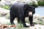 Malayan sun bear