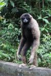 Müller's gibbon