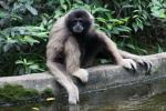 Müller's gibbon