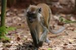 Crab-eating macaque