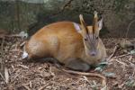 Southern red muntjac